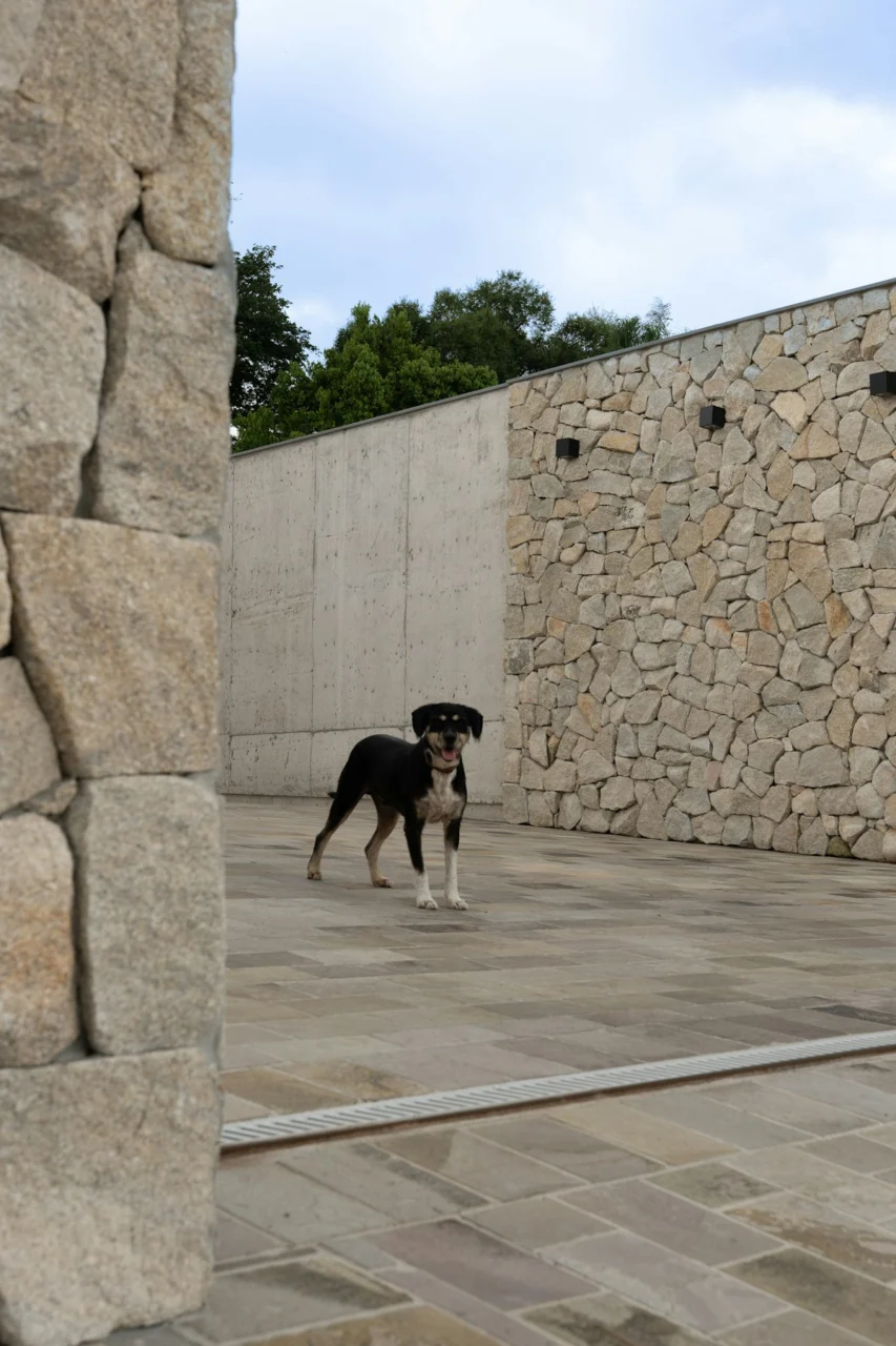A black and tan dog stands in a courtyard