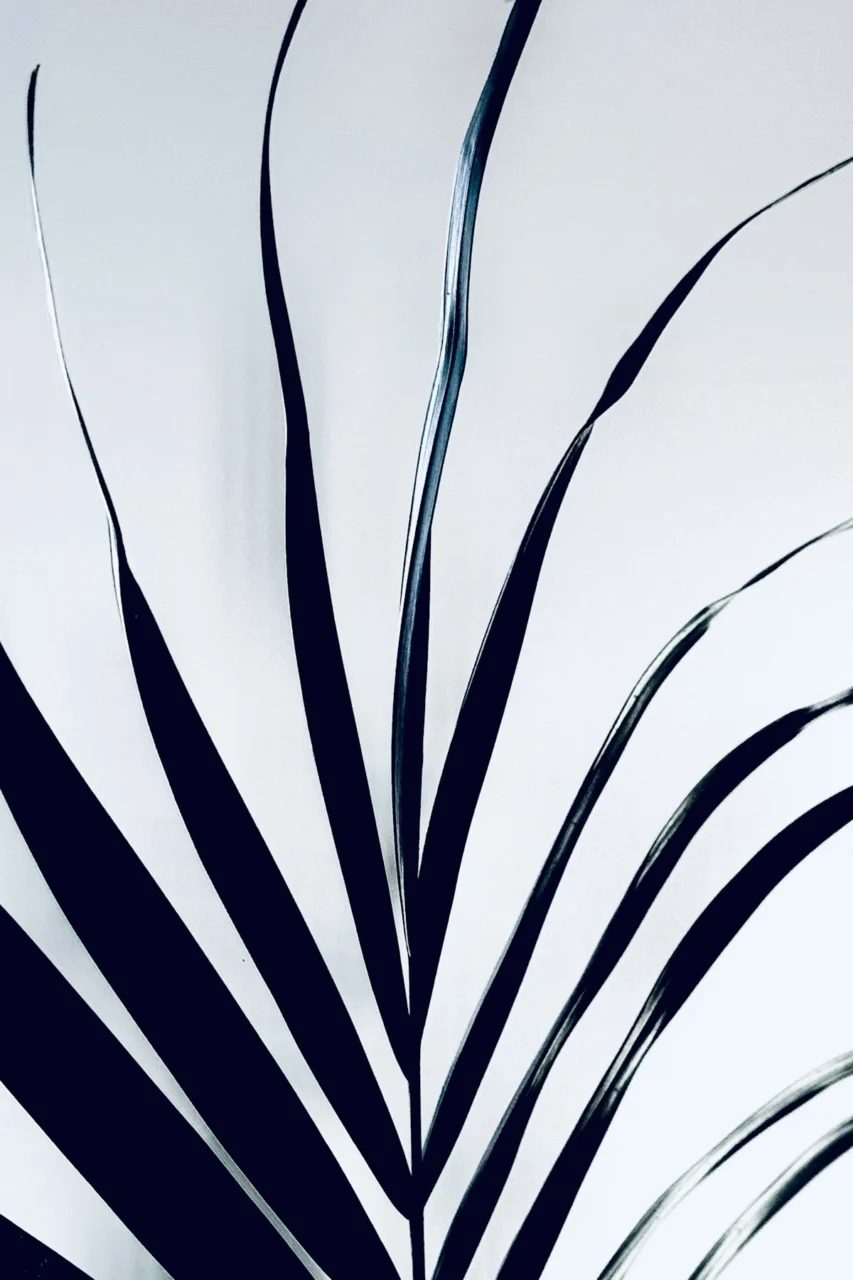 a black and white photo of a palm leaf