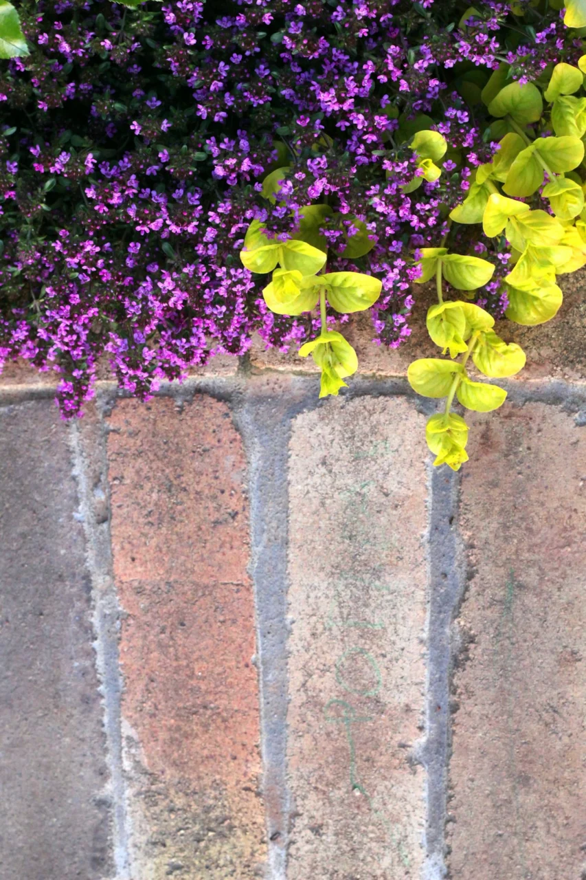 a brick wall with purple flowers growing out of it
