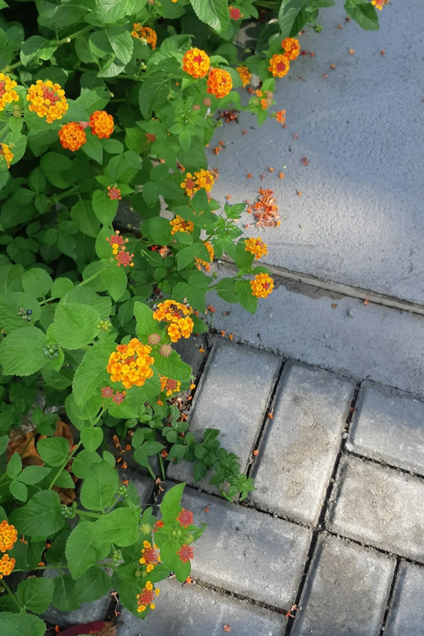 a bunch of flowers that are on a sidewalk