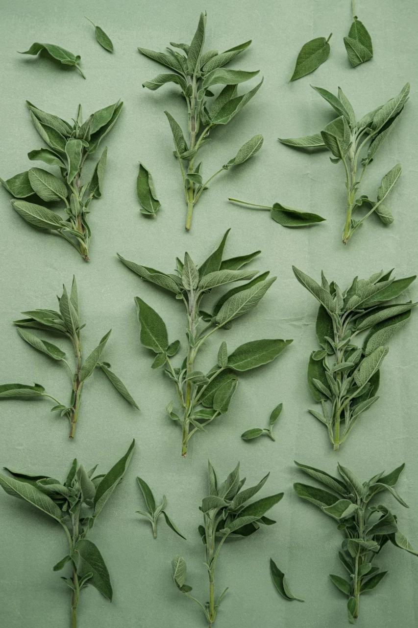A bunch of leaves that are on a table