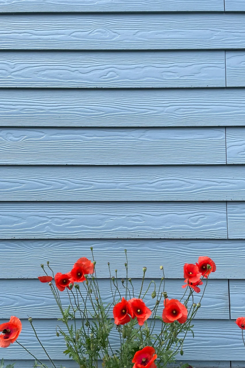a bunch of red flowers sitting in a pot