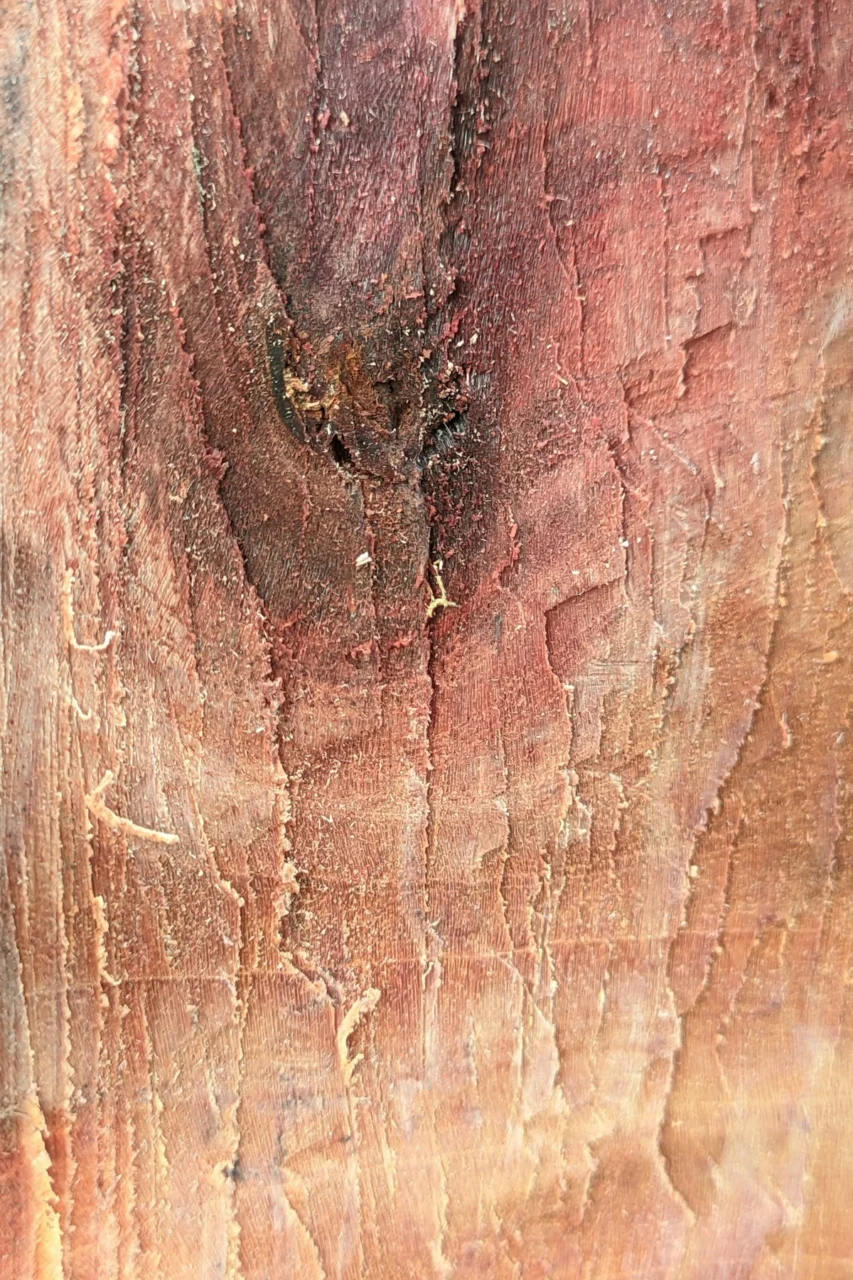 a close up of a tree trunk with a bird on it