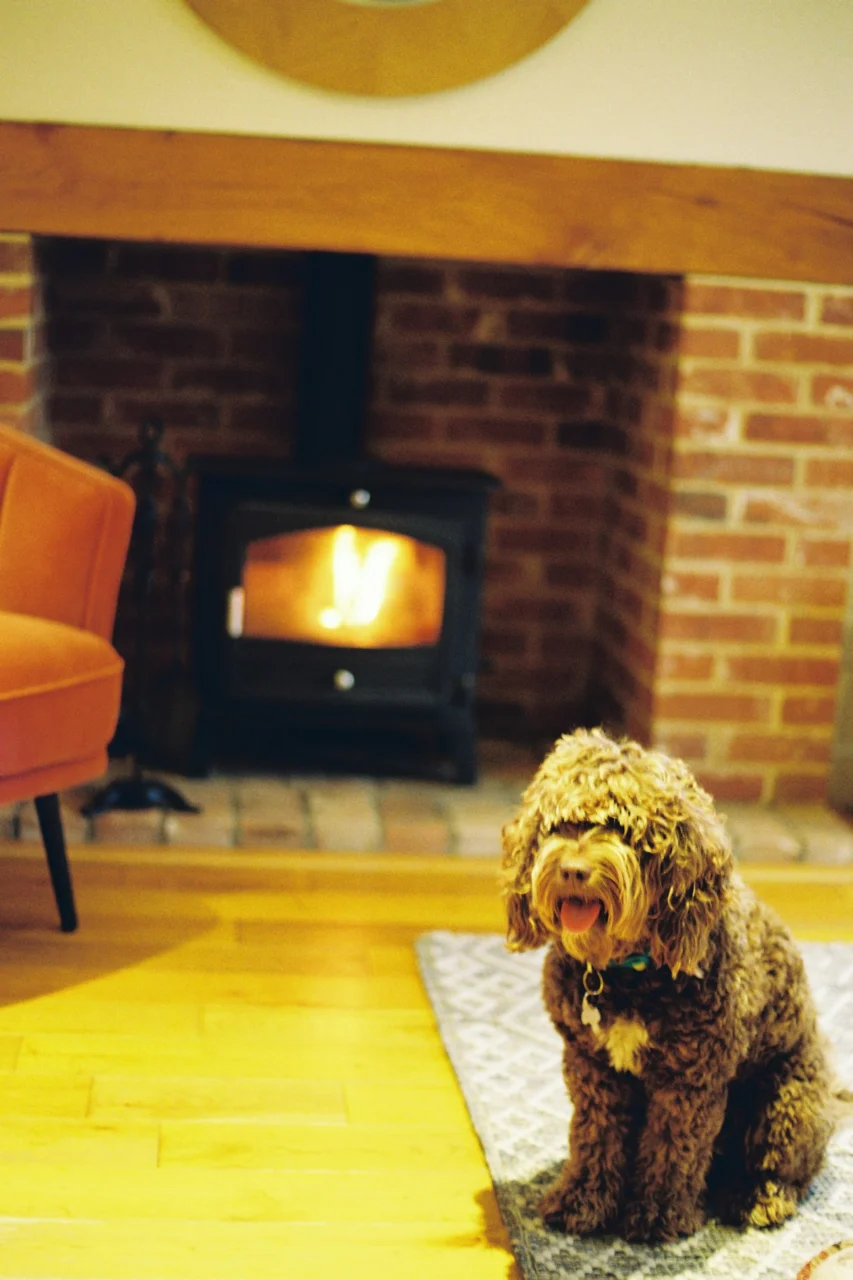 A curly brown dog on a rug before a glowing wood-burning stove