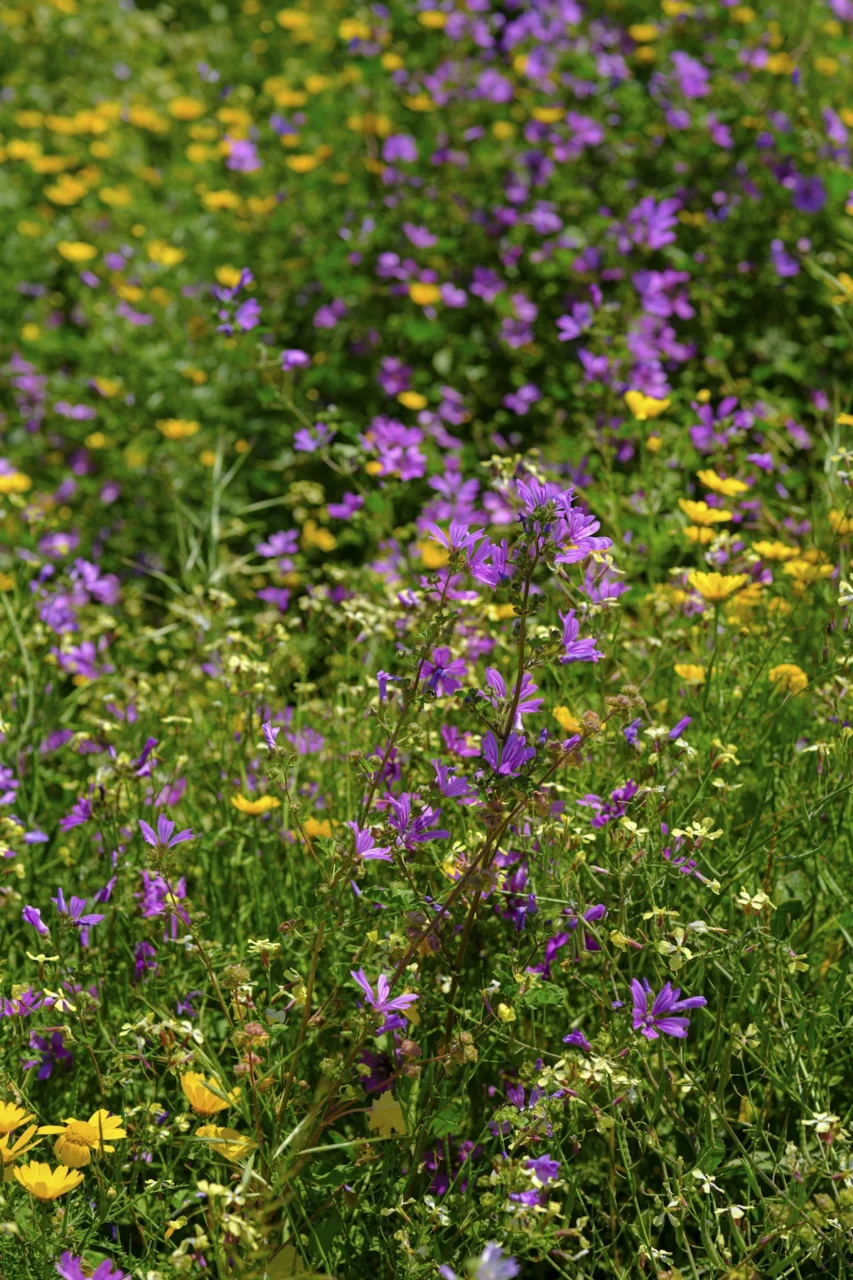 a field full of purple and yellow flowers