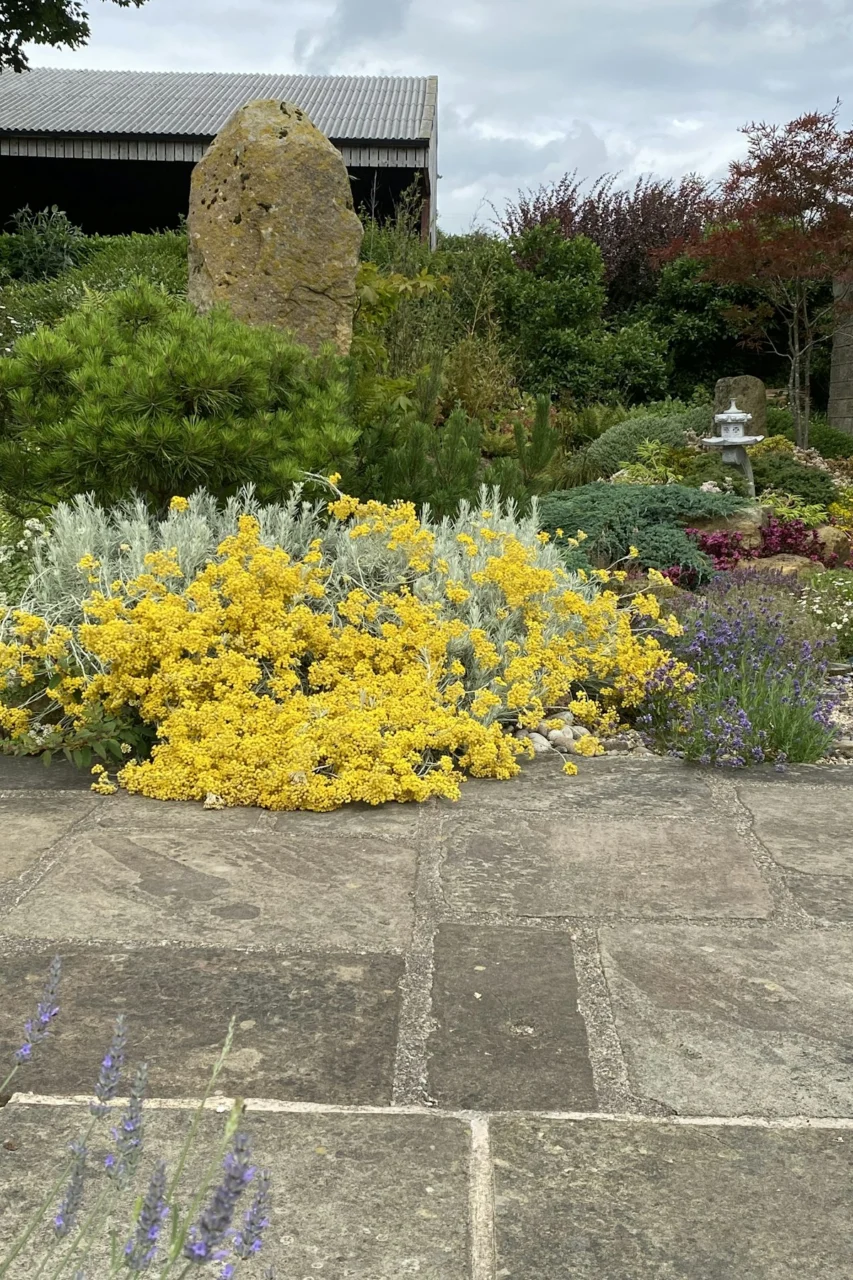 a garden with yellow flowers