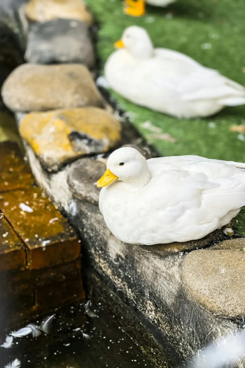a group of ducks sitting on top of a stone wall