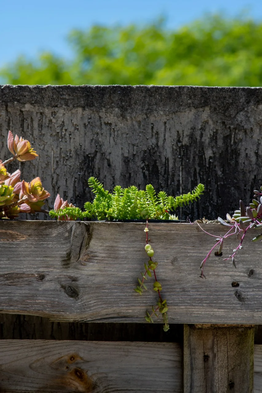 a group of flowers growing on a wooden fence