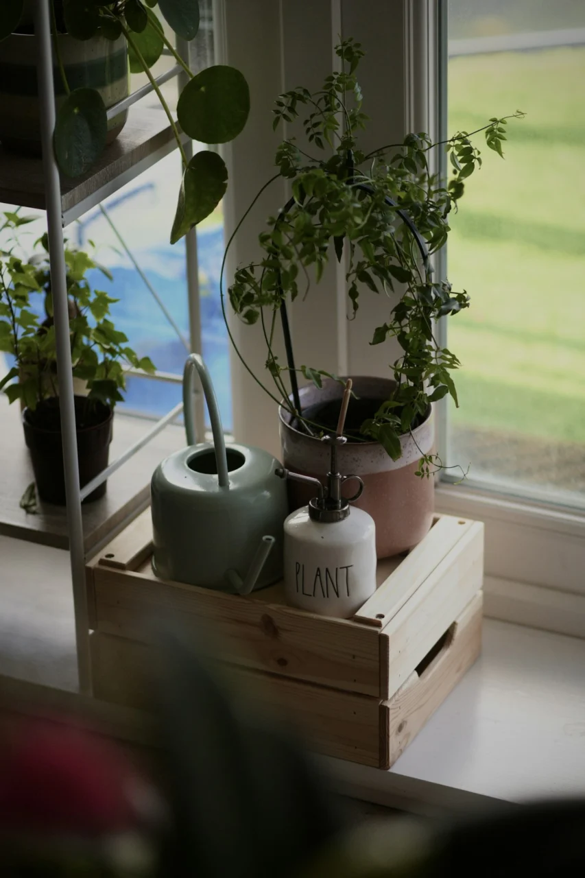 a group of potted plants on a window sill