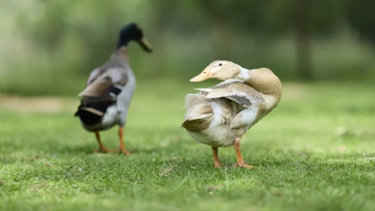 A light brown duck preening its feathers on green grass with another duck nearby