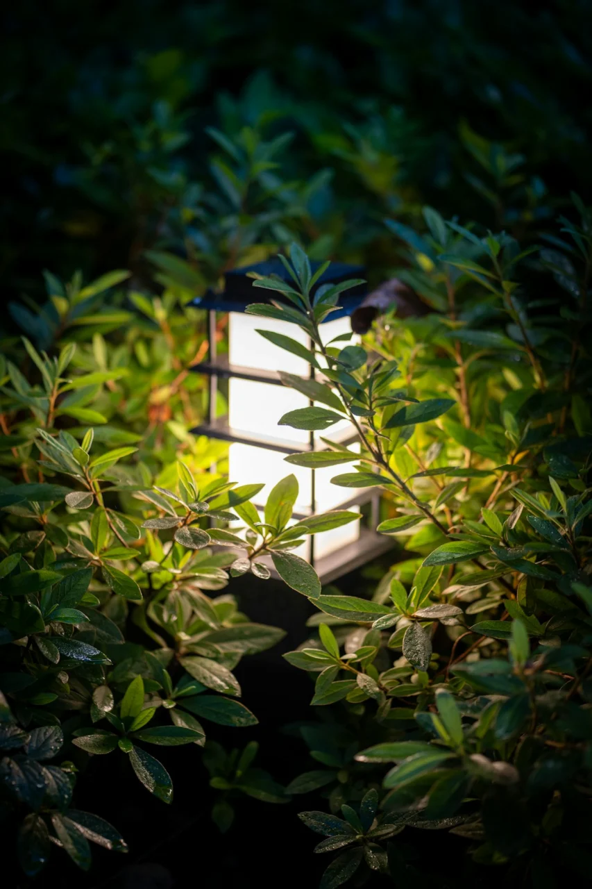 a light shines through the leaves of a bush