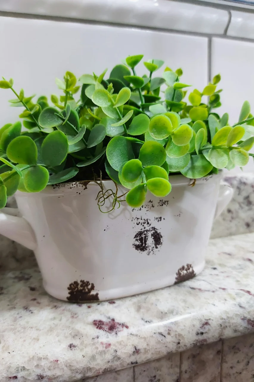 a potted plant sitting on top of a counter