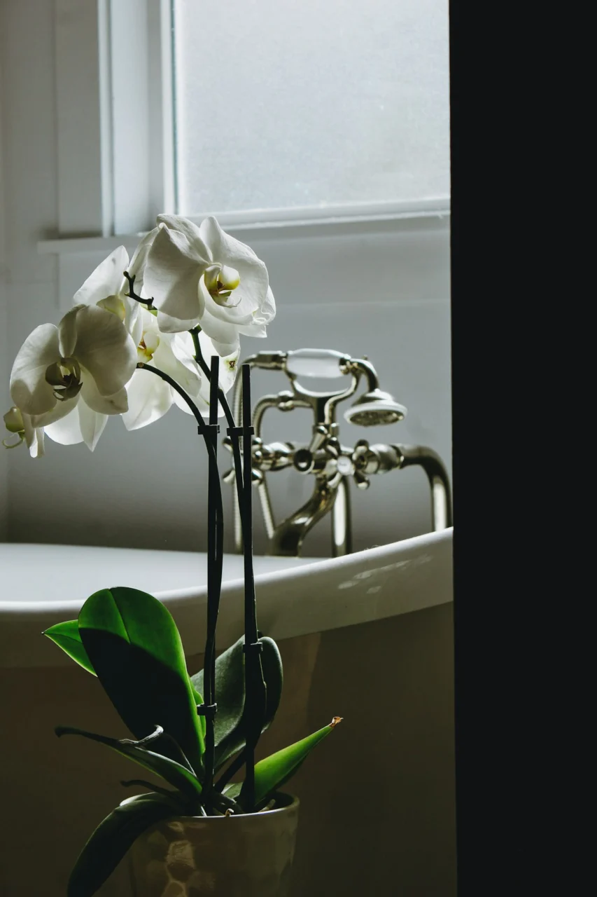 a potted plant with white flowers sitting in a bathtub