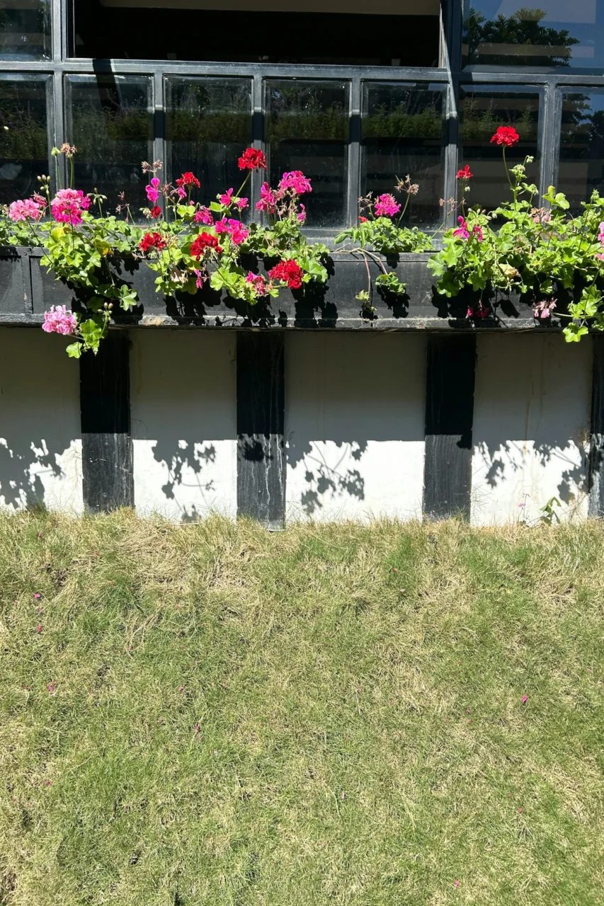 a row of windows with flowers in them