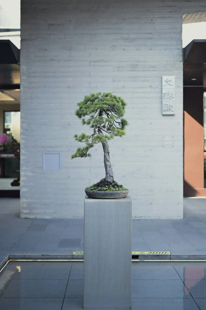 A single bonsai tree displayed on a pedestal