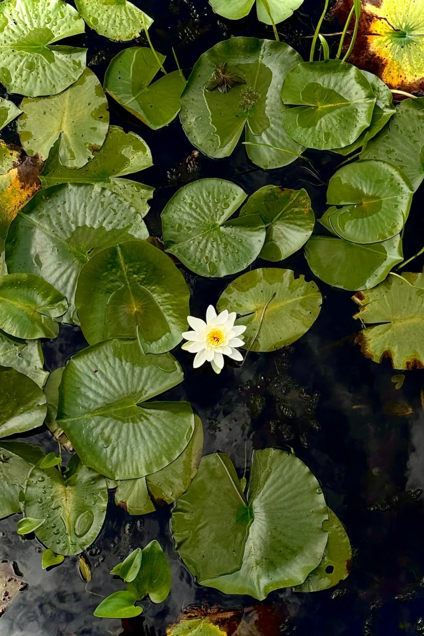 A single white water lily surrounded by green lily pads