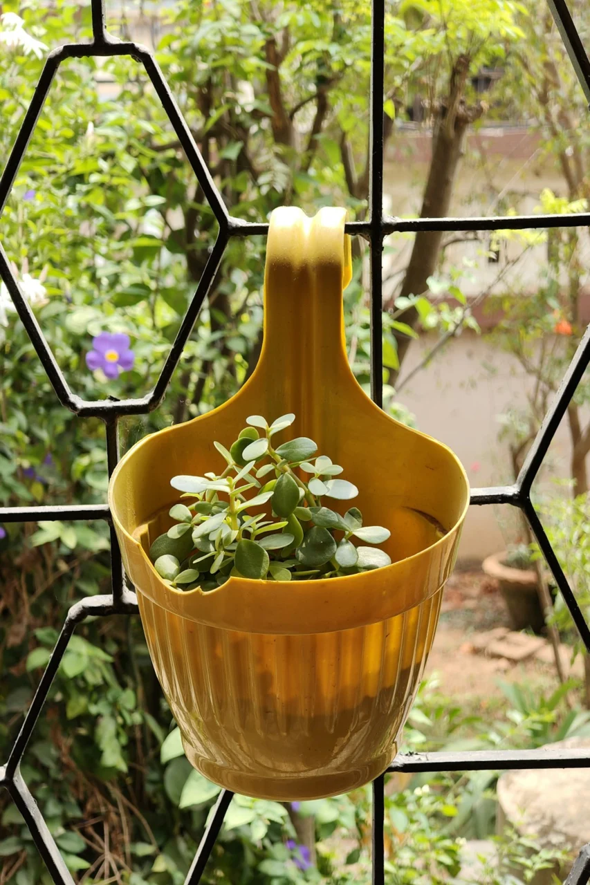 A small plant in a yellow hanging pot