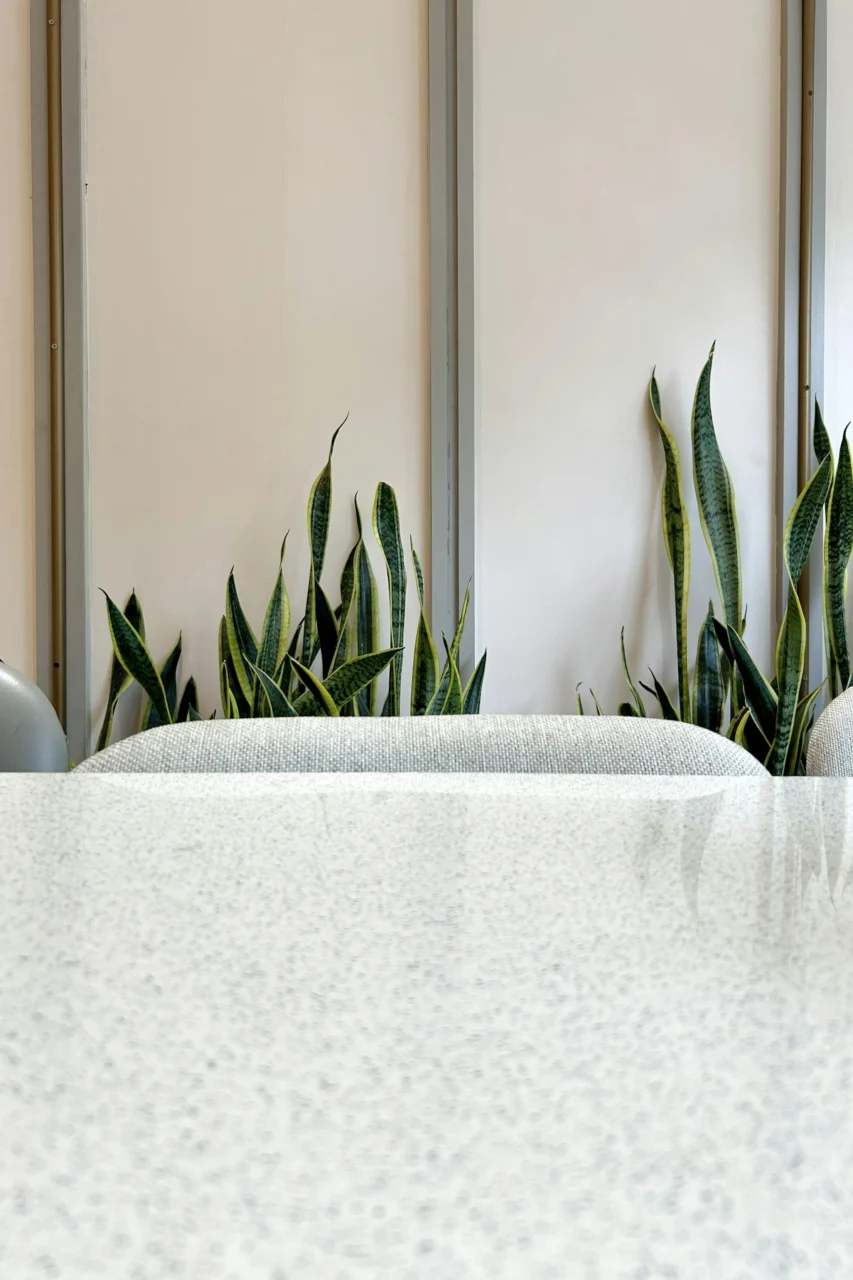 A table and chairs with a plant in the background