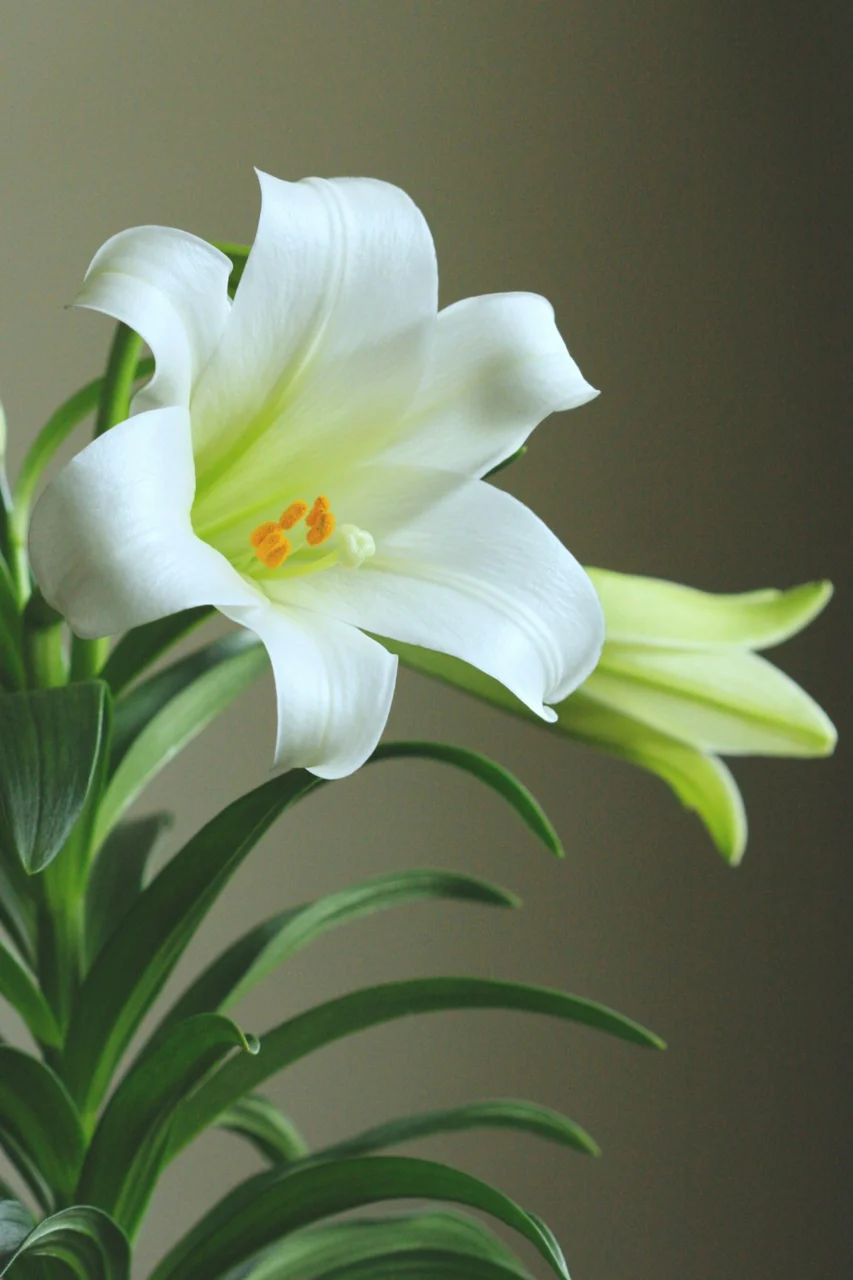a white flower with green leaves in a vase