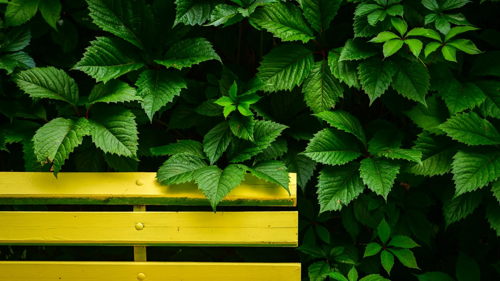 A yellow bench against lush green foliage