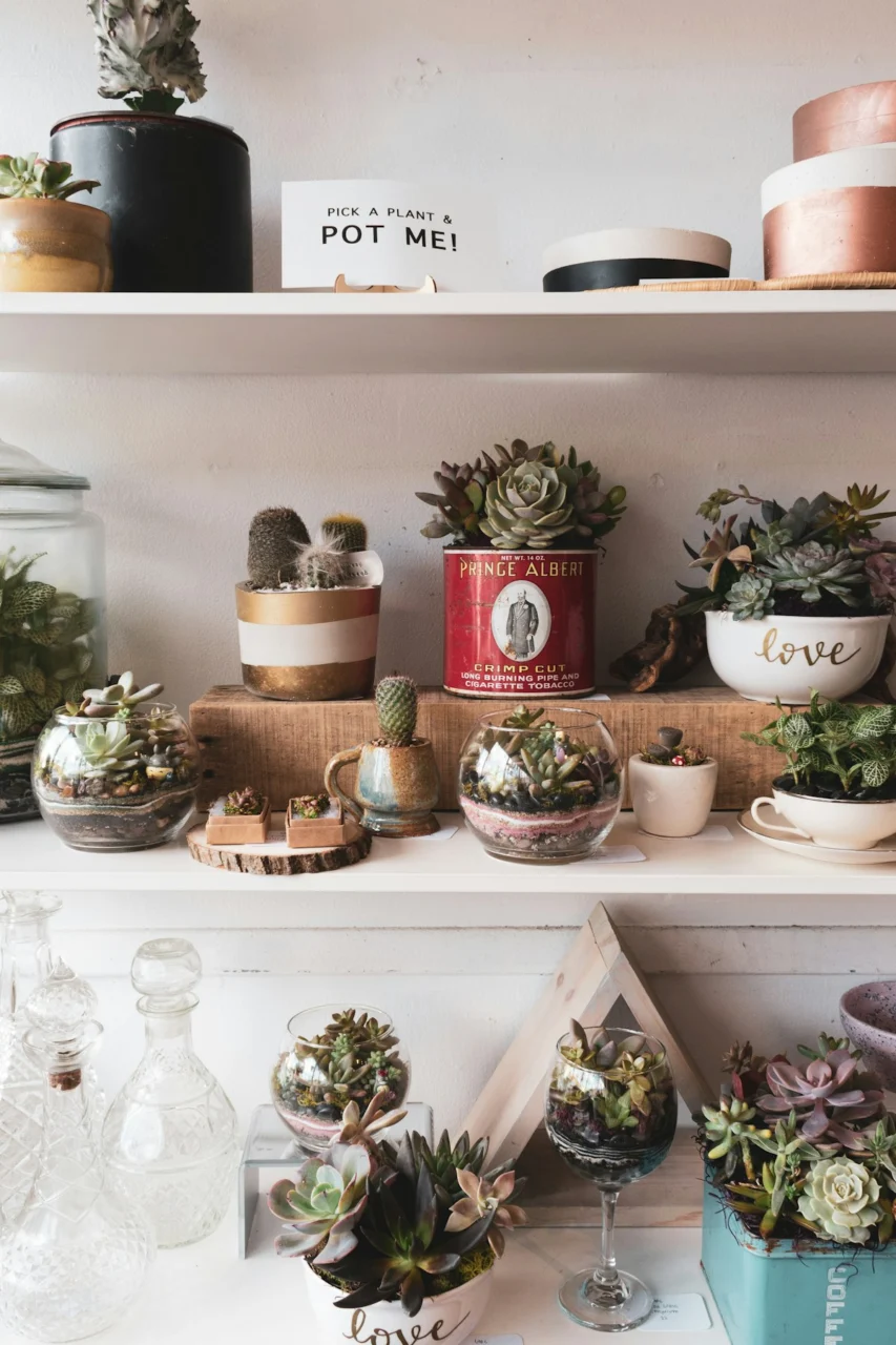 assorted succulent plants on white wooden shelf