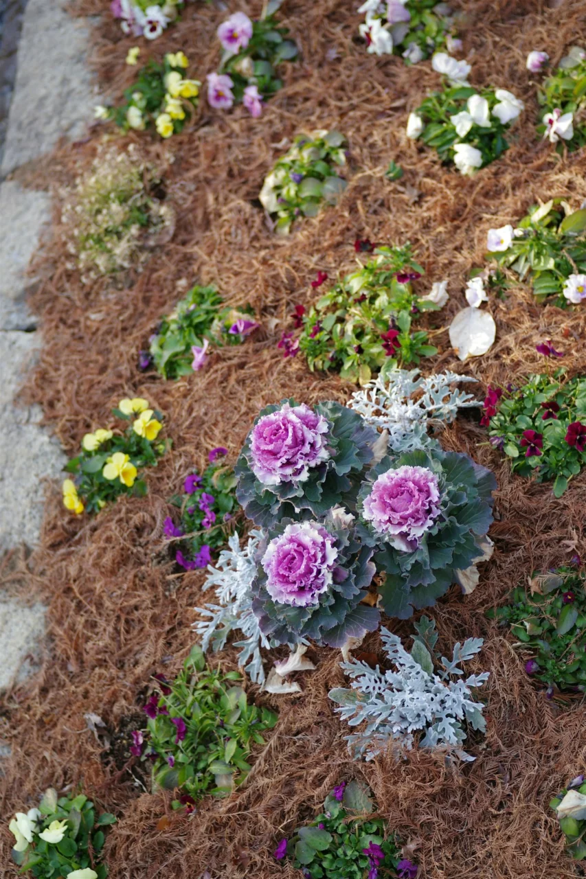 Colorful flowers grow in a flower bed