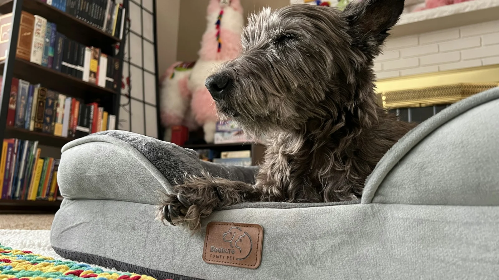 Dark scruffy dog relaxing in a grey bed