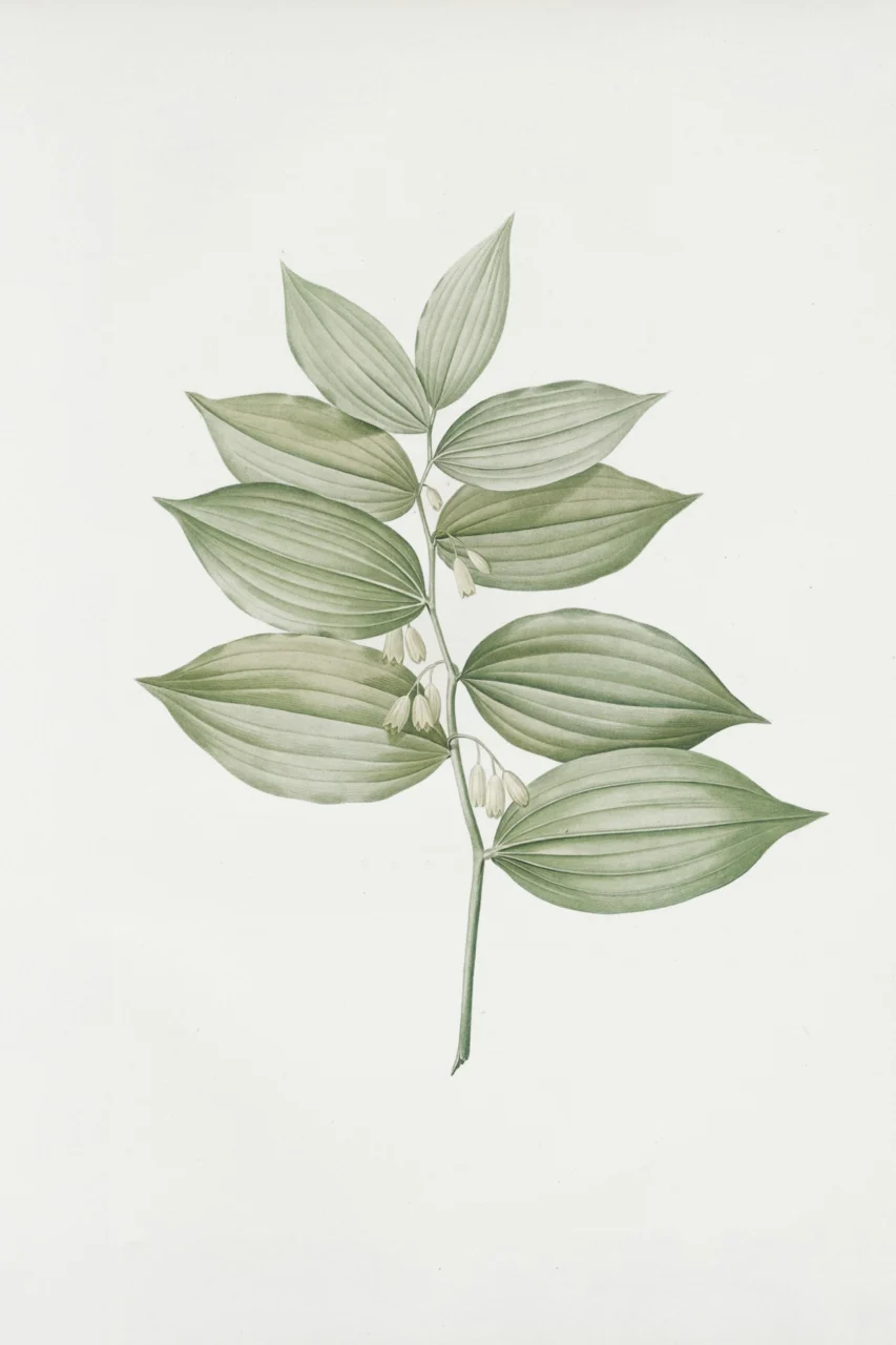 Delicate green leaves on a white background