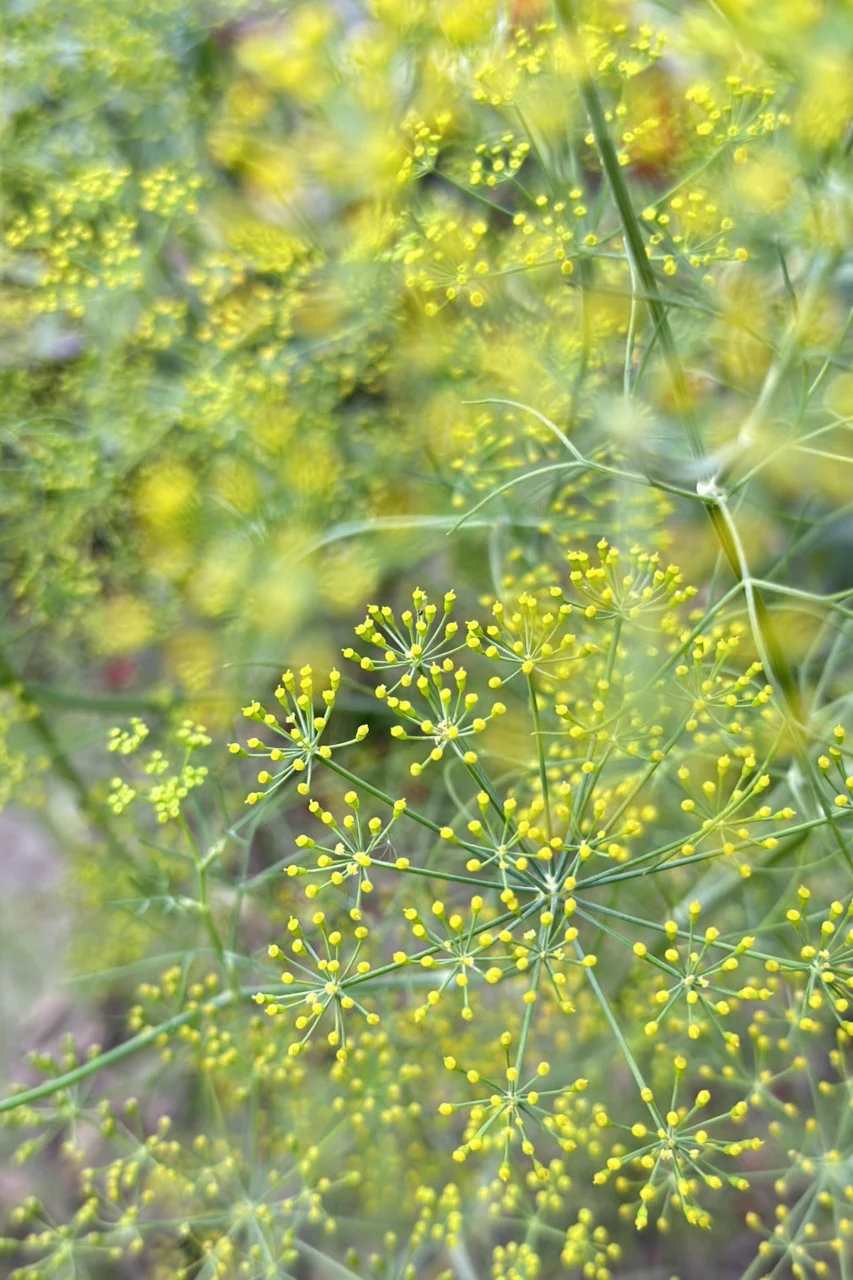 Delicate yellow dill flowers bloom in the garden