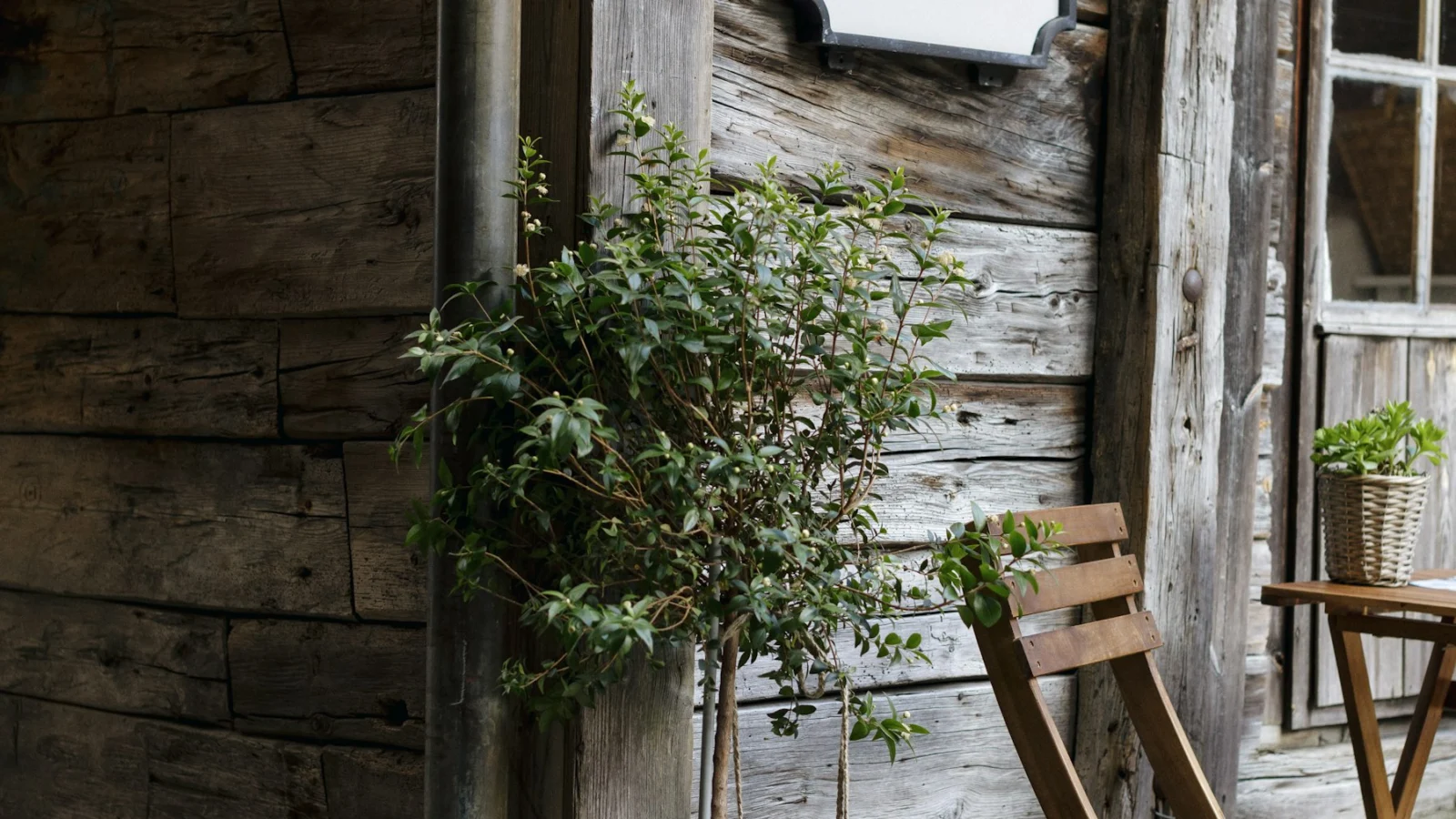 green leaf plant near brown wooden wall and brown wooden armless chair