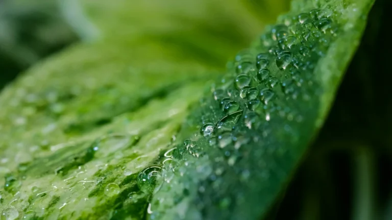 green leaf with water droplets