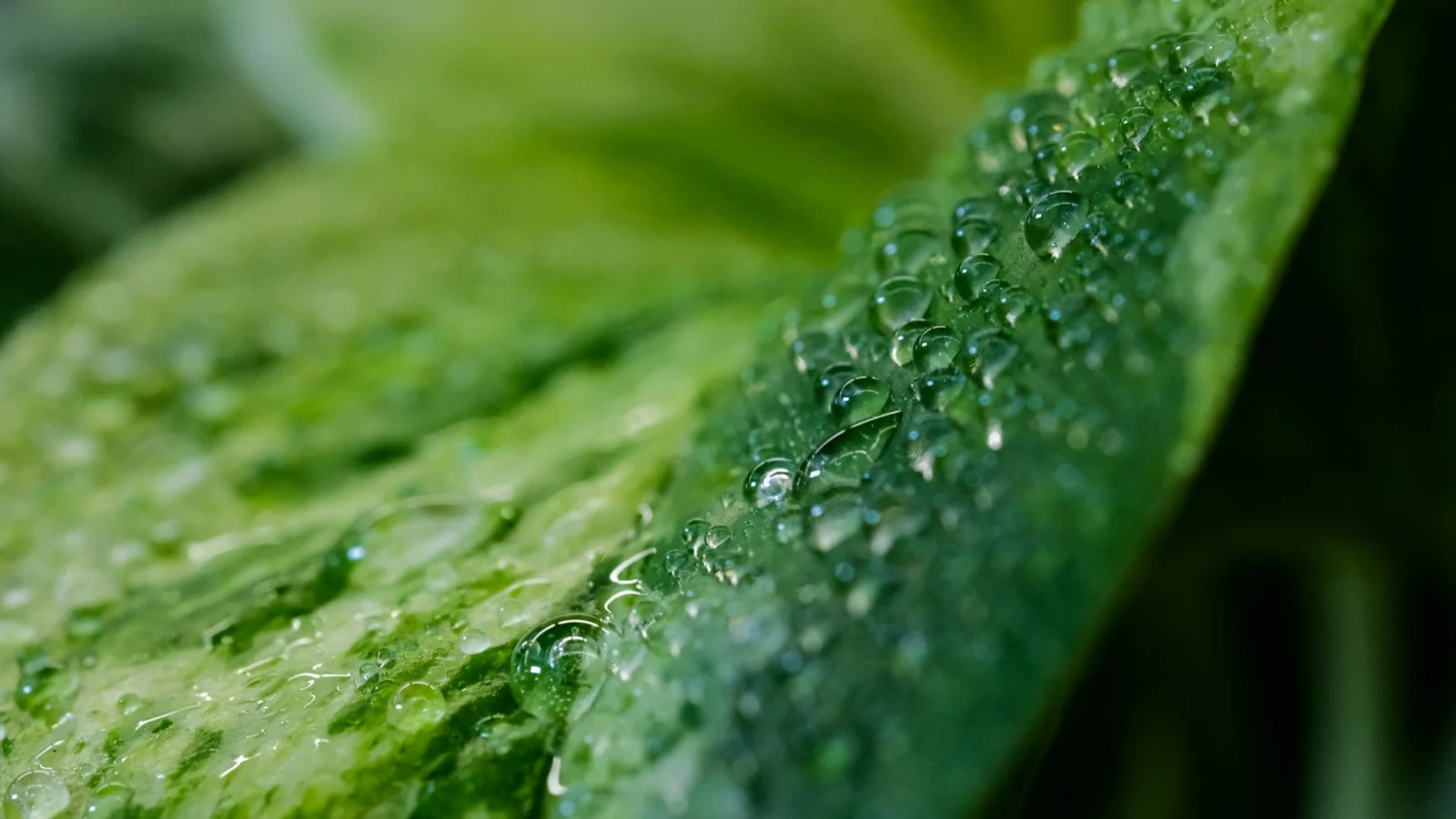 green leaf with water droplets