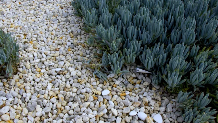 green succulent plant