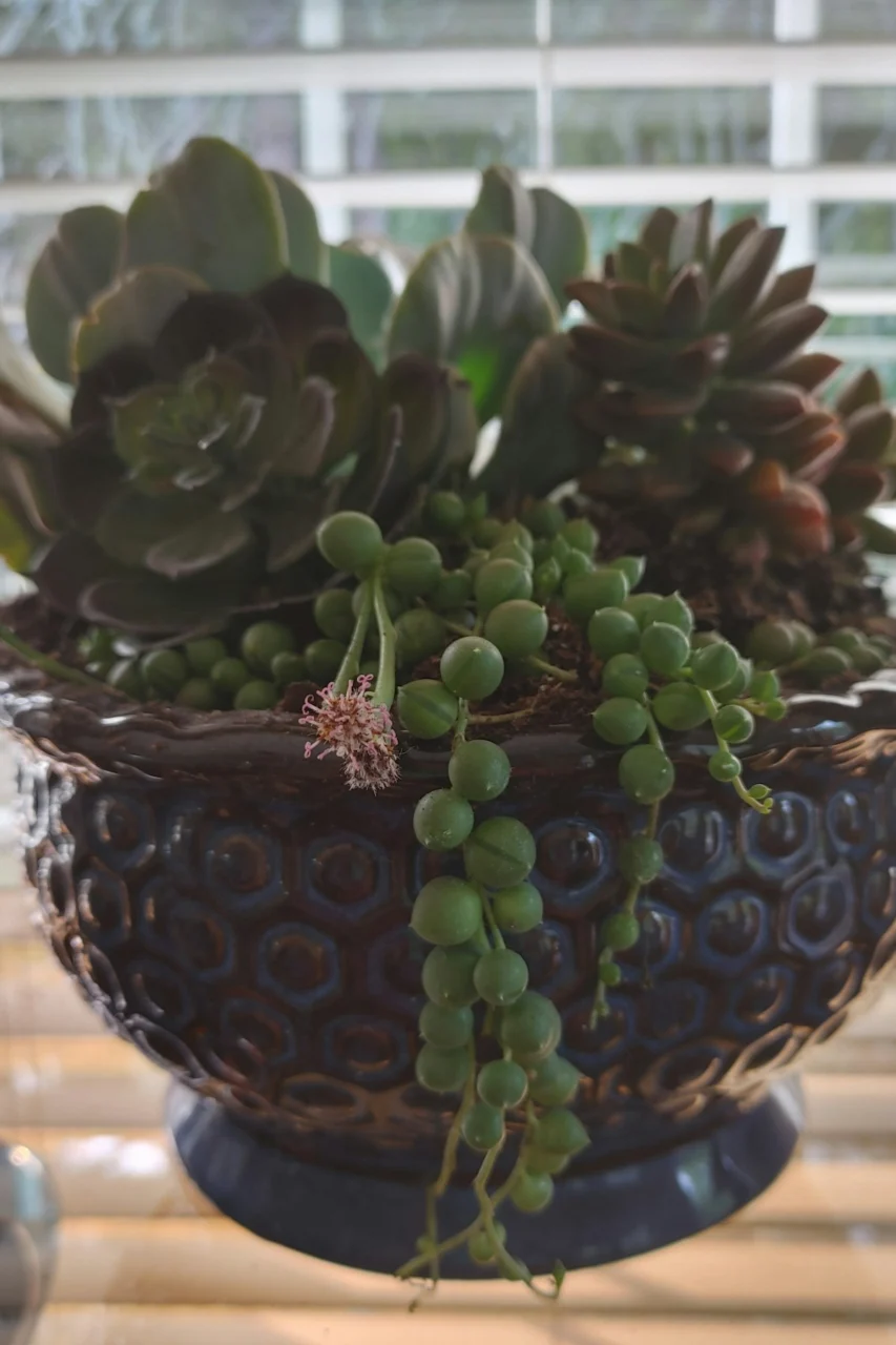 green succulent plant on black ceramic pot