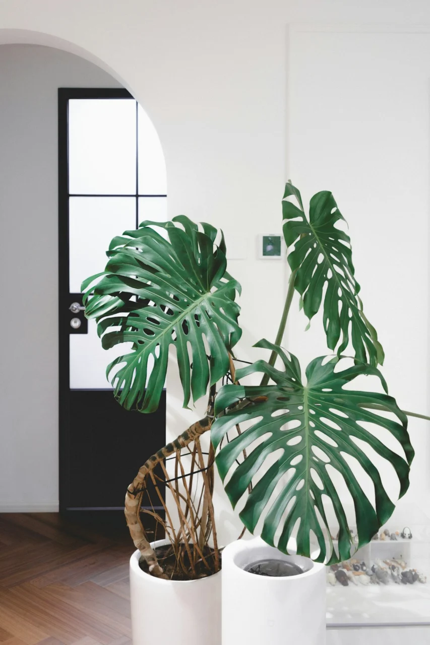 Large monstera plant in a modern room