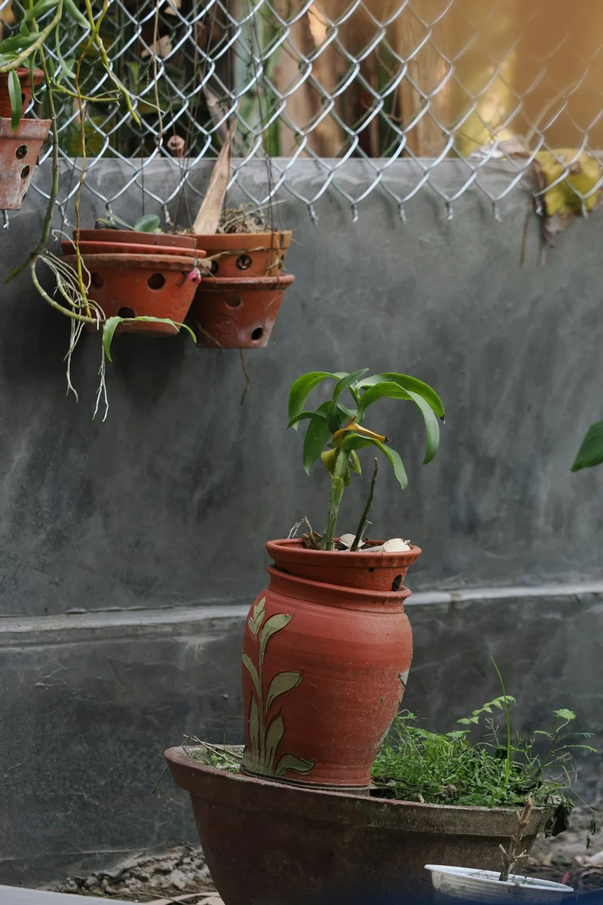 Potted orchid plant against a concrete wall