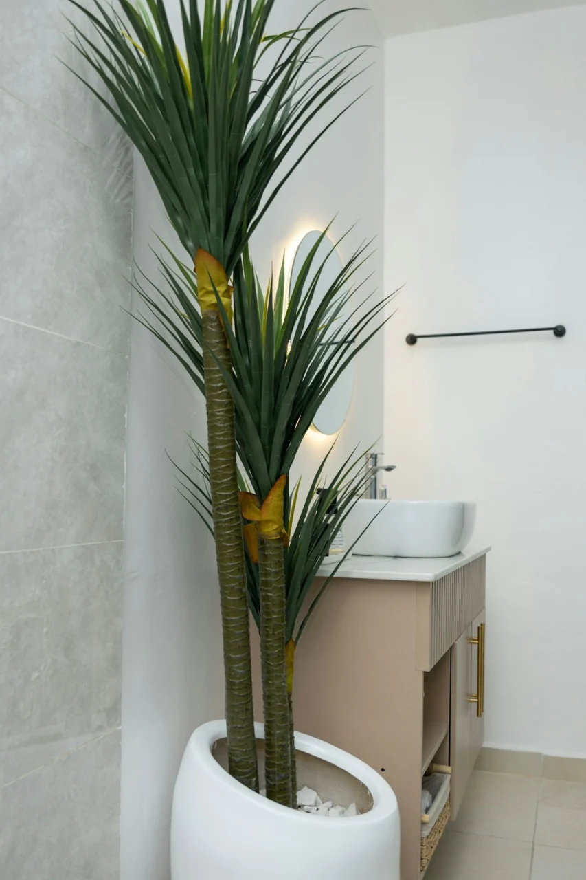 Potted plant next to a bathroom sink and illuminated mirror