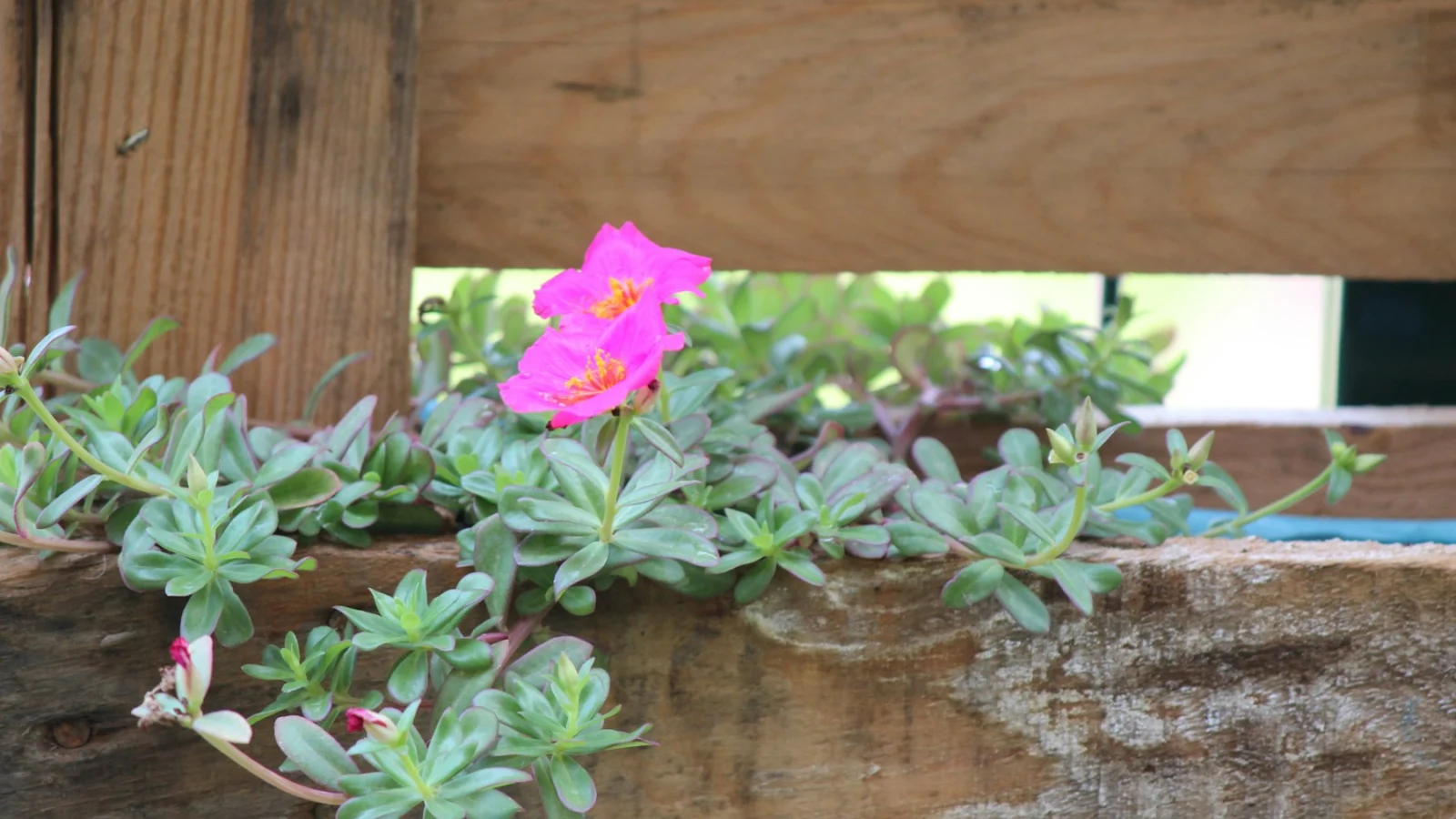 red flower with green leaves on brown wooden surface