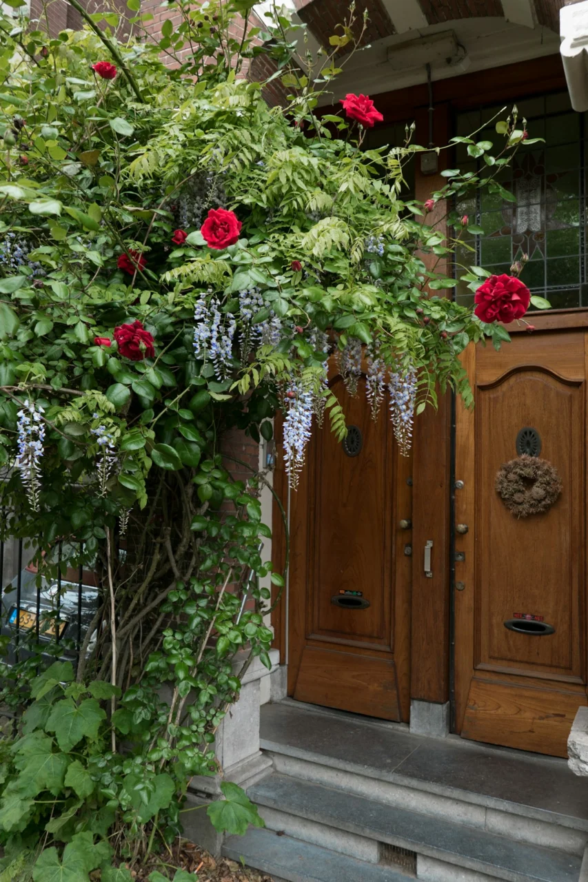 Wooden doors with blooming roses and wisteria